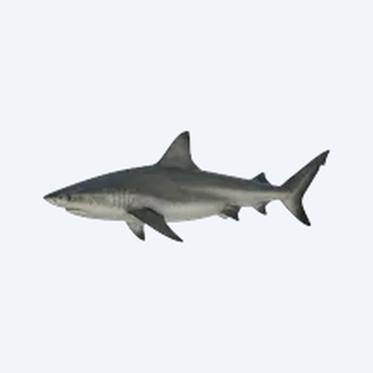 Black Shark (Labeo chrysophekadion) in a freshwater aquarium