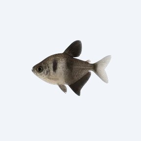 Black Skirt Tetra (Gymnocorymbus ternetzi) in a planted freshwater aquarium