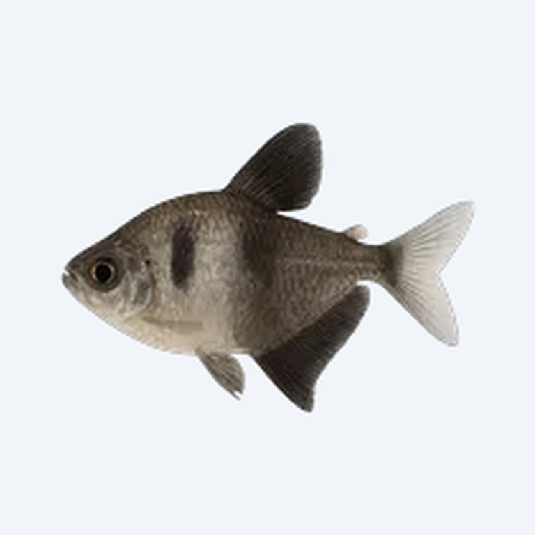 Black Skirt Tetra (Gymnocorymbus ternetzi) in a planted freshwater aquarium