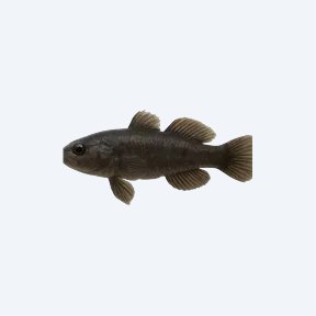 Black Toraja Goby (Gobiiformes sp.) in a planted freshwater aquarium
