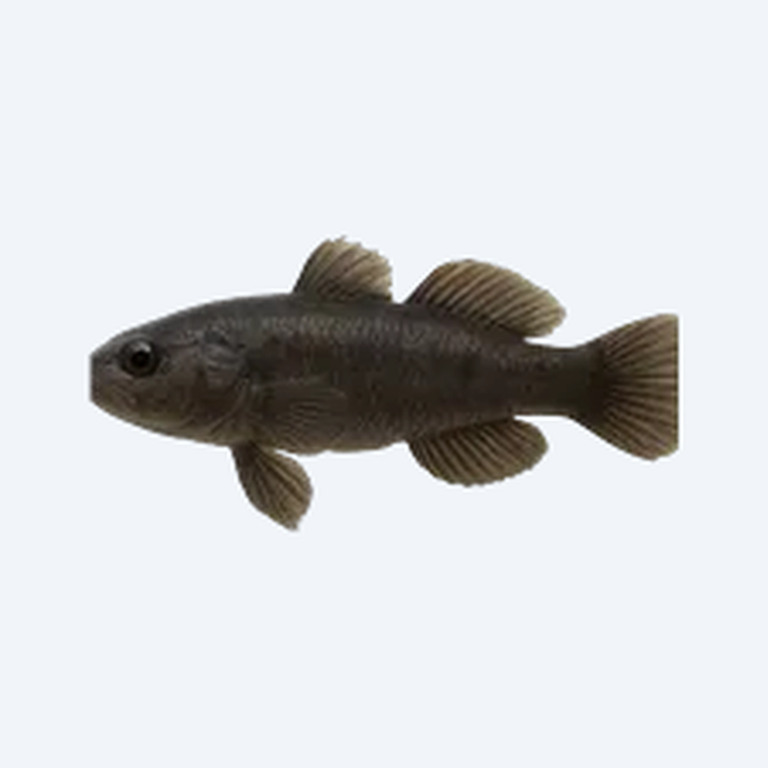 Black Toraja Goby (Gobiiformes sp.) in a planted freshwater aquarium
