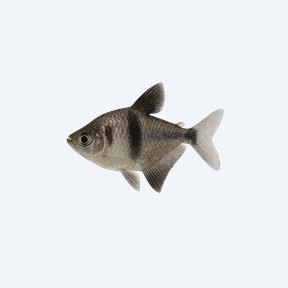 Black Widow Tetra (Characidae sp.) in a planted freshwater aquarium