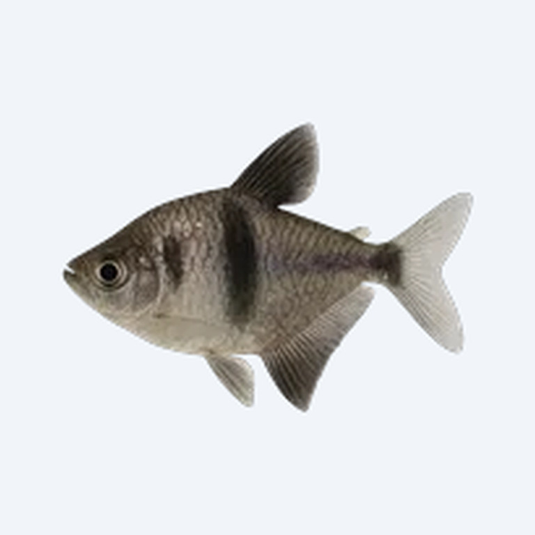 Black Widow Tetra (Characidae sp.) in a freshwater aquarium