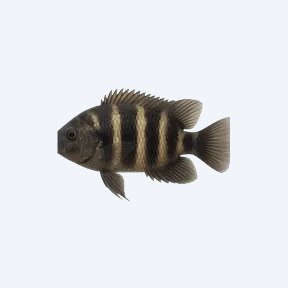 Blackbelt Cichlid (Cichlidae sp.) in a planted freshwater aquarium