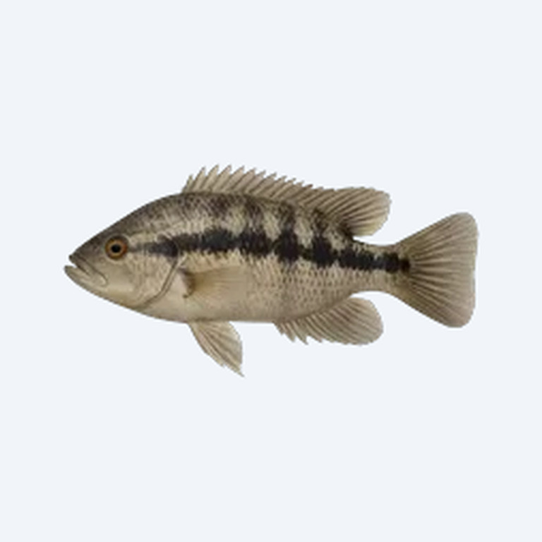 Blackbelt Cichlid (Cichlidae sp.) in a freshwater aquarium