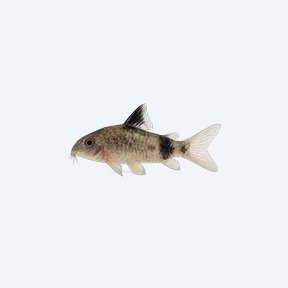 Blackfin Cory (Corydoras sp.) in a planted freshwater aquarium
