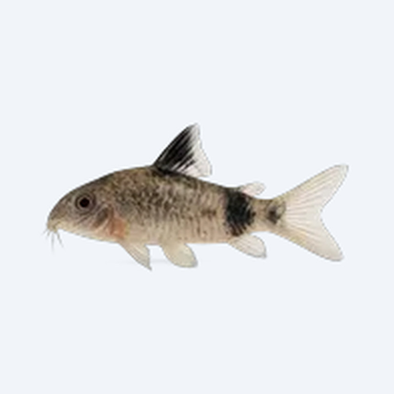 Blackfin Cory (Corydoras sp.) in a freshwater aquarium