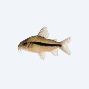 Blackstripe Cory (Corydoras sp.) in a planted freshwater aquarium