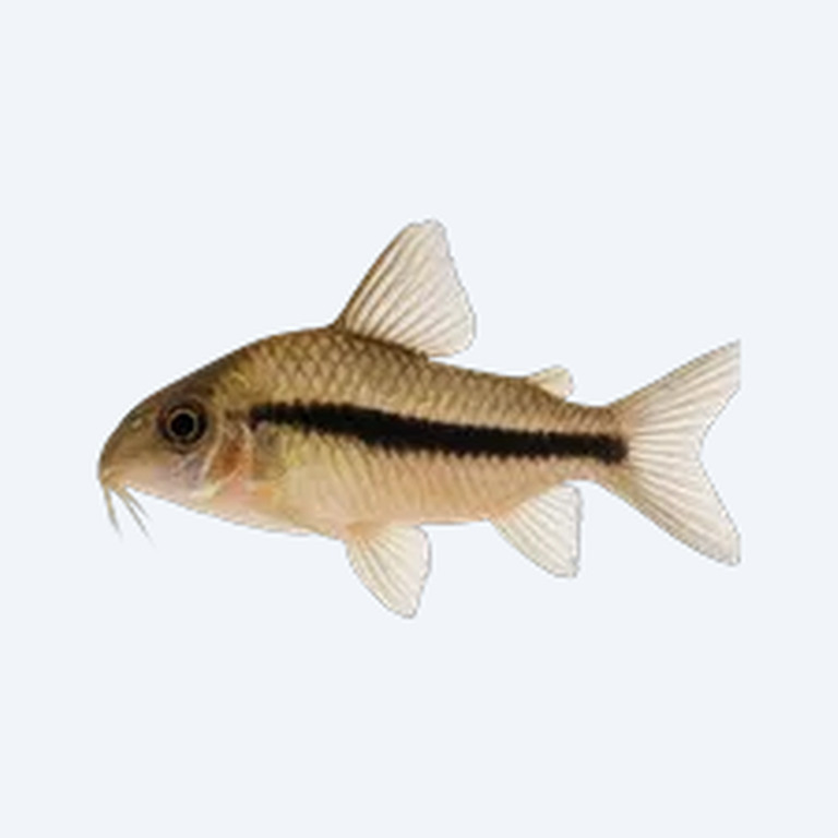 Blackstripe Cory (Corydoras sp.) in a freshwater aquarium