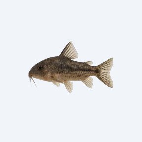 Blacktop Cory (Corydoras sp.) in a planted freshwater aquarium