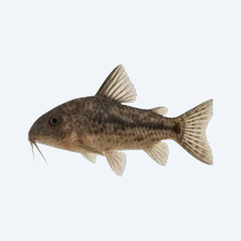Blacktop Cory (Corydoras sp.) in a freshwater aquarium