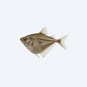 Blackwing Hatchetfish (Gasteropelecidae sp.) in a planted freshwater aquarium