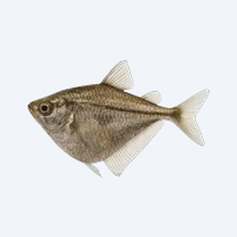 Blackwing Hatchetfish (Gasteropelecidae sp.) in a planted freshwater aquarium