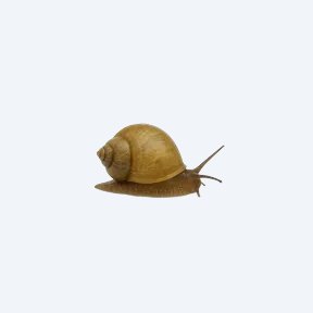 Bladder Snail (Physella acuta) in a planted freshwater aquarium