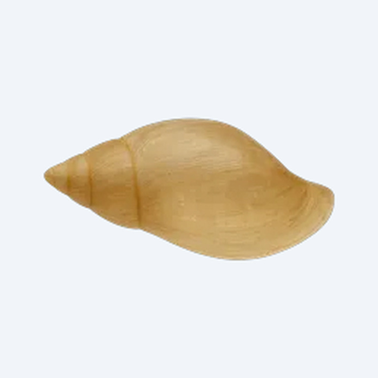 Bladder Snail (Physella acuta) in a freshwater aquarium