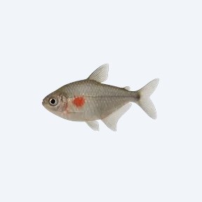 Bleeding Heart Tetra (Hyphessobrycon erythrostigma) in a planted freshwater aquarium