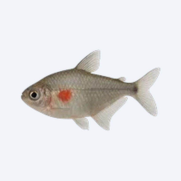 Bleeding Heart Tetra (Hyphessobrycon erythrostigma) in a freshwater aquarium