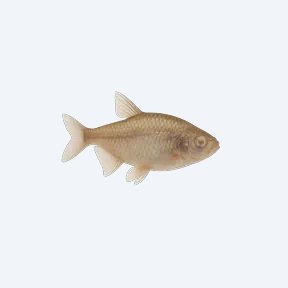 Blind Cave Tetra (Astyanax mexicanus) in a planted freshwater aquarium