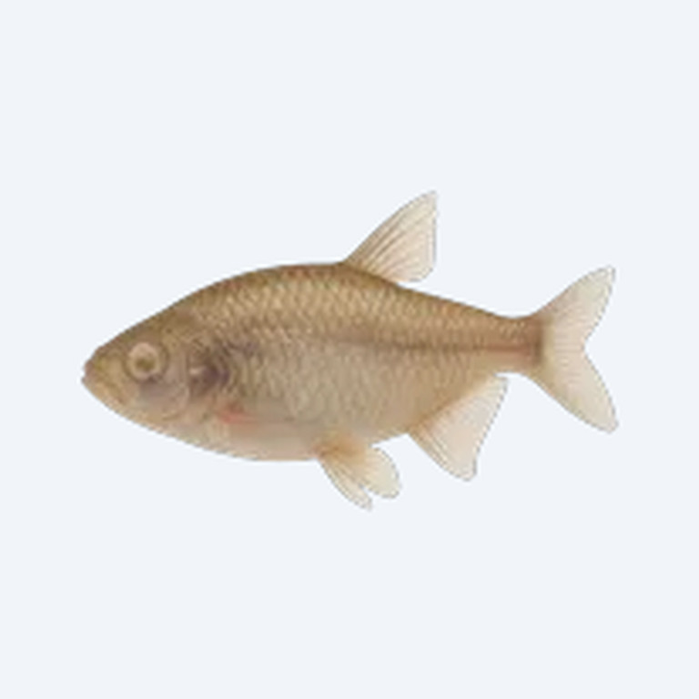 Blind Cave Tetra (Astyanax mexicanus) in a freshwater aquarium
