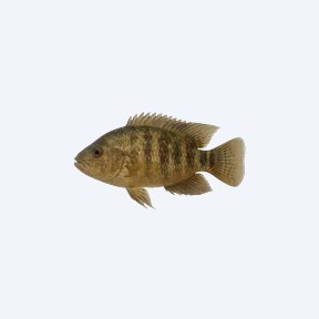 Blockhead Cichlid (Cichlidae sp.) in a planted freshwater aquarium