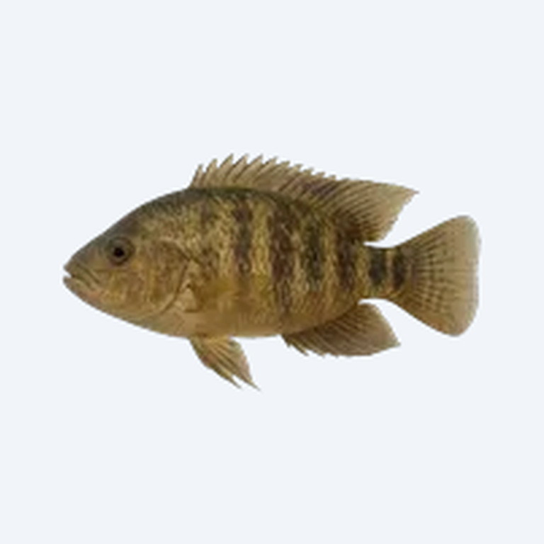 Blockhead Cichlid (Cichlidae sp.) in a freshwater aquarium