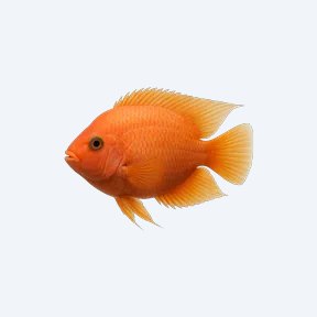 Blood Parrot Cichlid (Cichlidae sp.) in a planted freshwater aquarium