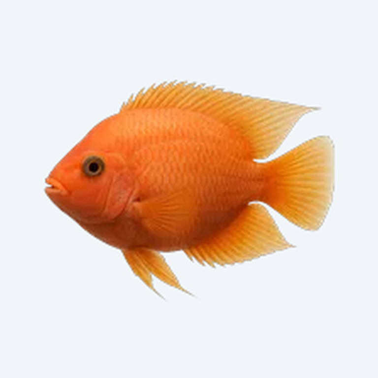 Blood Parrot Cichlid (Cichlidae sp.) in a freshwater aquarium