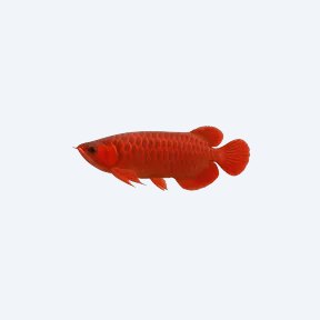 Blood Red Arowana (Scleropages formosus) in a planted freshwater aquarium