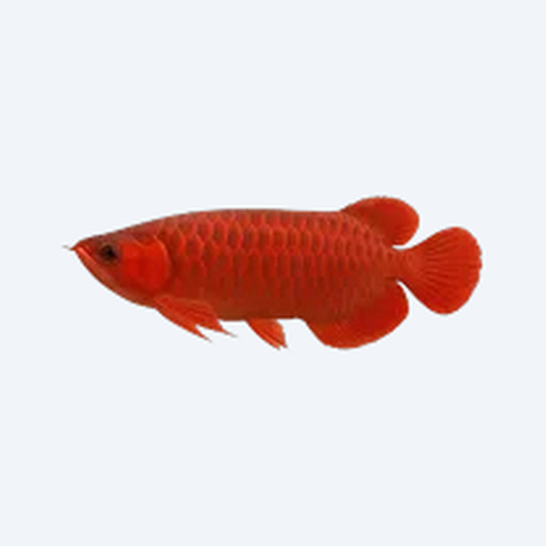 Blood Red Arowana (Scleropages formosus) in a freshwater aquarium
