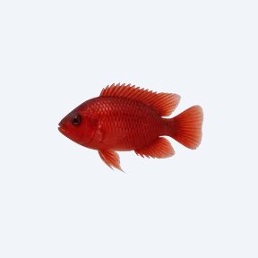 Blood-red Jewel Cichlid (Cichlidae sp.) in a planted freshwater aquarium
