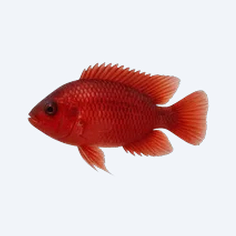 Blood-red Jewel Cichlid (Cichlidae sp.) in a freshwater aquarium