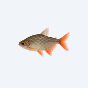 Bloodfin Tetra (Characidae sp.) in a planted freshwater aquarium