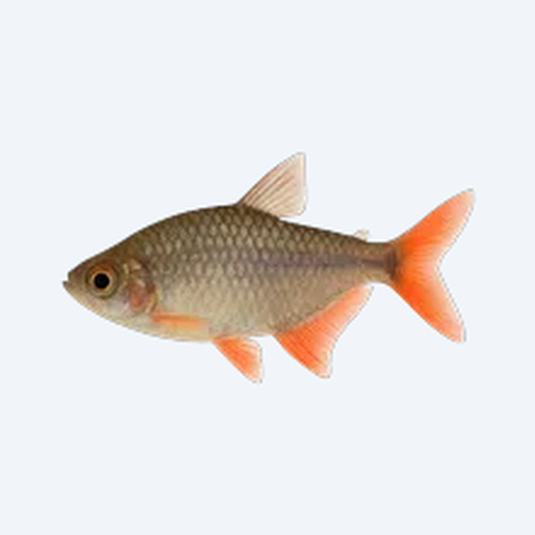 Bloodfin Tetra (Characidae sp.) in a freshwater aquarium