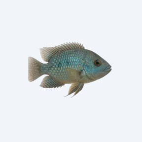 Blue Acara (Andinoacara pulcher) in a planted freshwater aquarium
