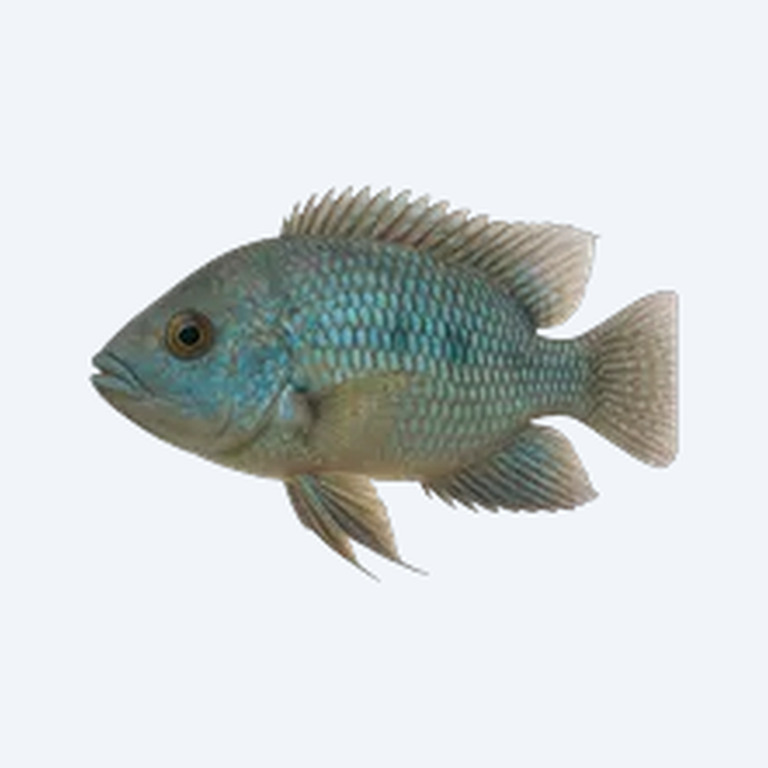 Blue Acara (Andinoacara pulcher) in a planted freshwater aquarium