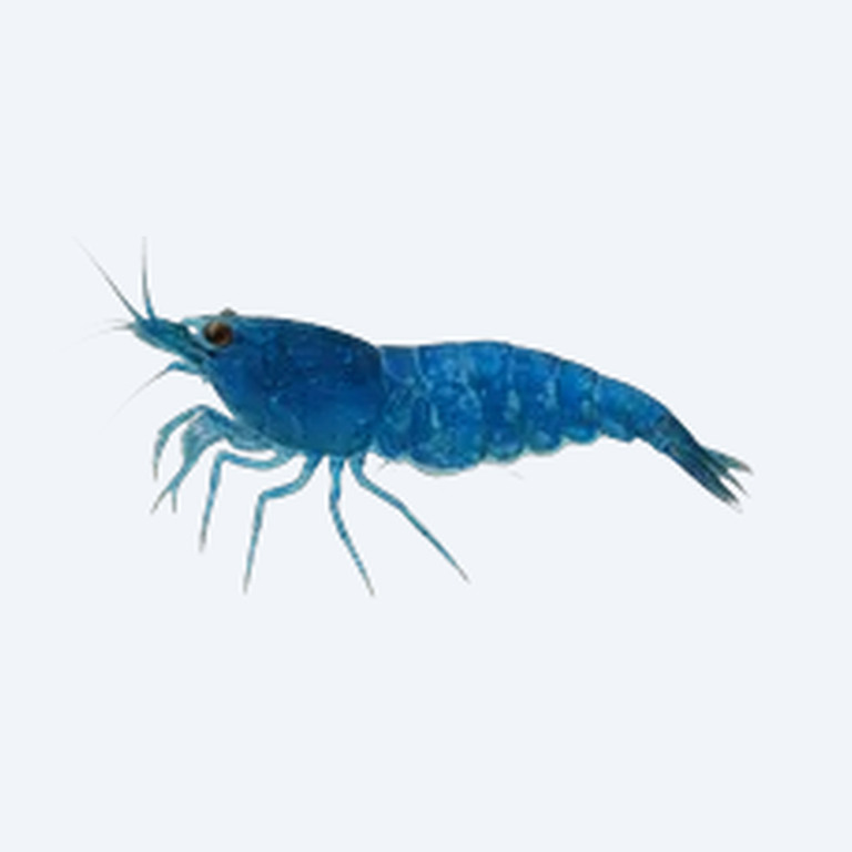 Blue Bolt Shrimp (Caridina cantonensis) in a planted freshwater aquarium