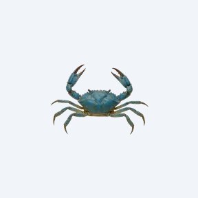 Blue Borneo Crab (Parathelphusa pantherina) in a planted freshwater aquarium