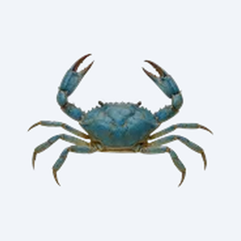 Blue Borneo Crab (Parathelphusa pantherina) in a planted freshwater aquarium