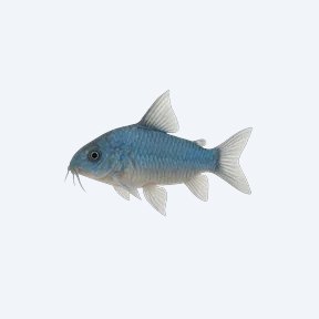 Blue Cory (Corydoras sp.) in a planted freshwater aquarium