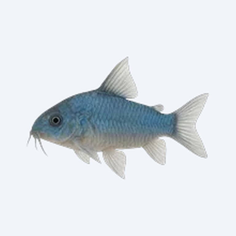 Blue Cory (Corydoras sp.) in a freshwater aquarium
