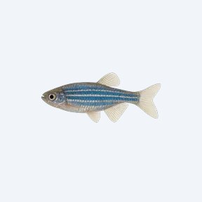 Blue Danio (Danio sp.) in a planted freshwater aquarium