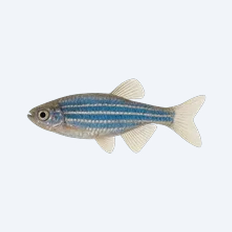 Blue Danio (Danio sp.) in a freshwater aquarium