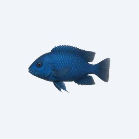 Blue Dolphin Cichlid (Cichlidae sp.) in a planted freshwater aquarium