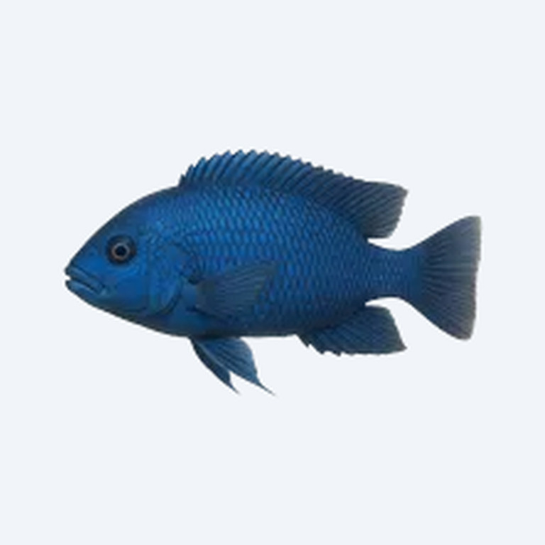 Blue Dolphin Cichlid (Cichlidae sp.) in a freshwater aquarium