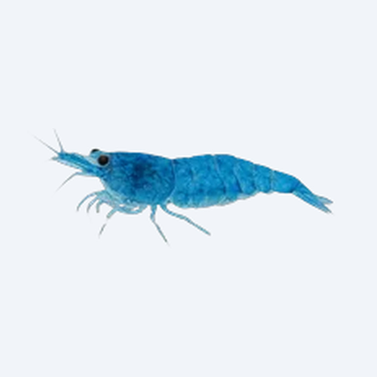 Blue Dream Shrimp (Neocaridina davidi) in a freshwater aquarium