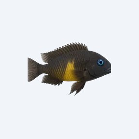 Blue-eyed Tropheus (Cichlidae sp.) in a planted freshwater aquarium