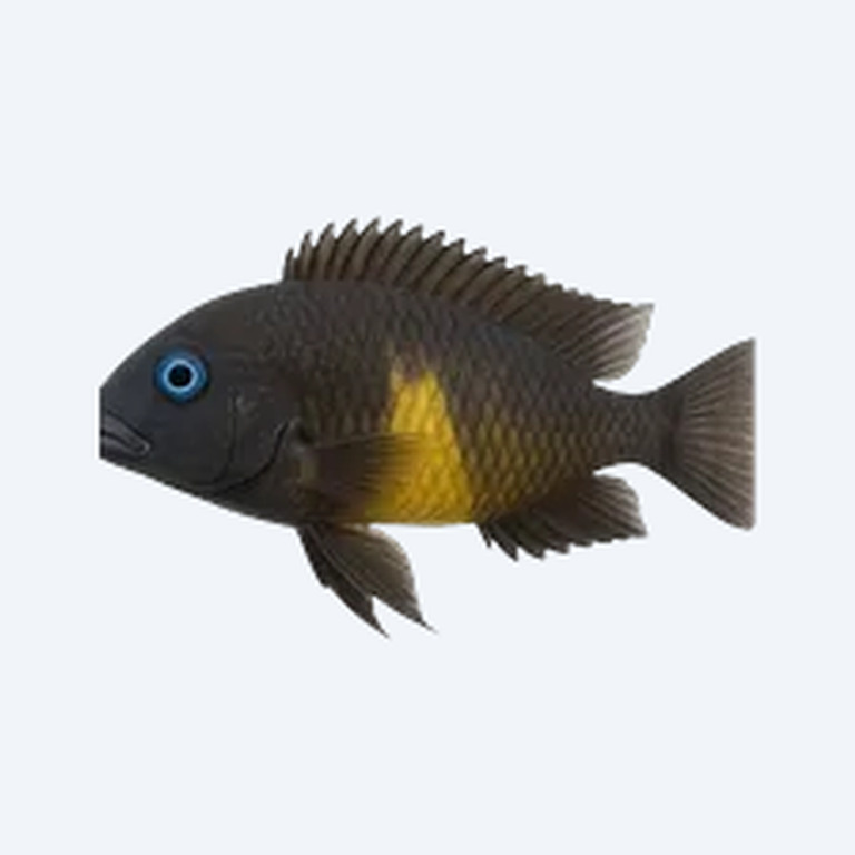 Blue-eyed Tropheus (Cichlidae sp.) in a freshwater aquarium