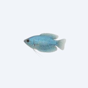 Blue Gourami (Trichogaster trichopterus) in a planted freshwater aquarium