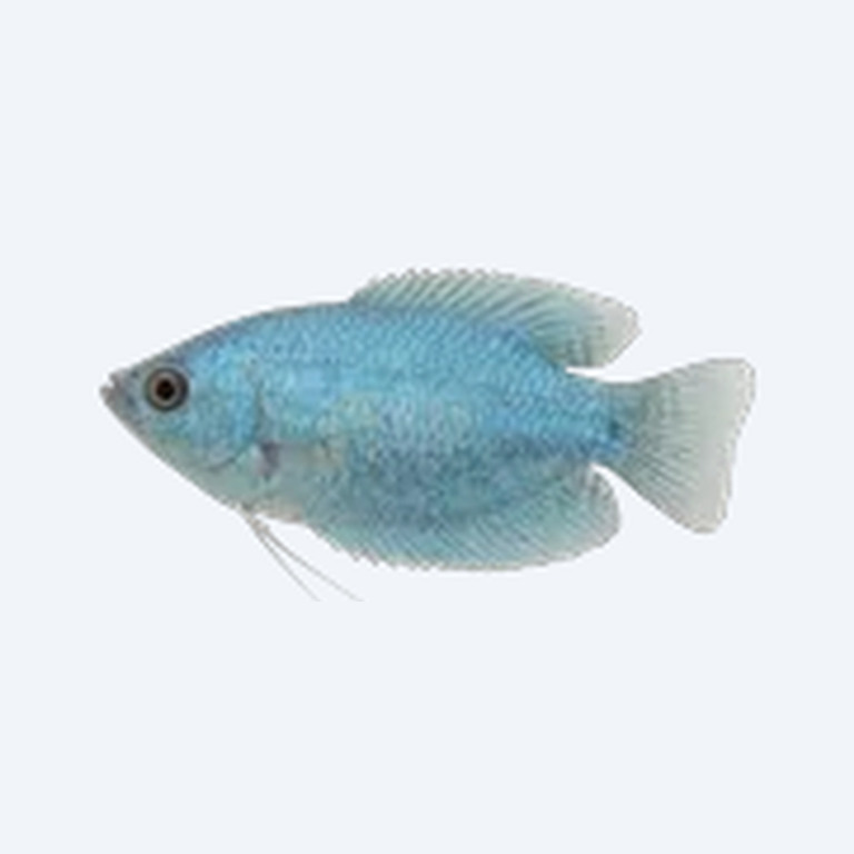 Blue Gourami (Trichogaster trichopterus) in a freshwater aquarium