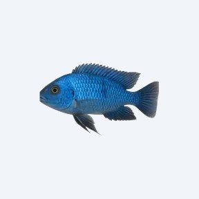 Blue Johanni Cichlid (Cichlidae sp.) in a planted freshwater aquarium